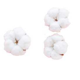 Organic cotton